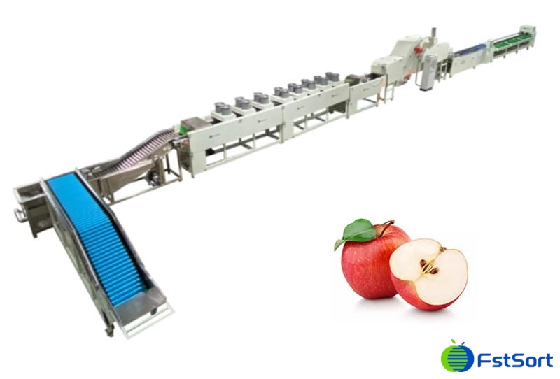 apple cleaning waxing sorting line.jpg